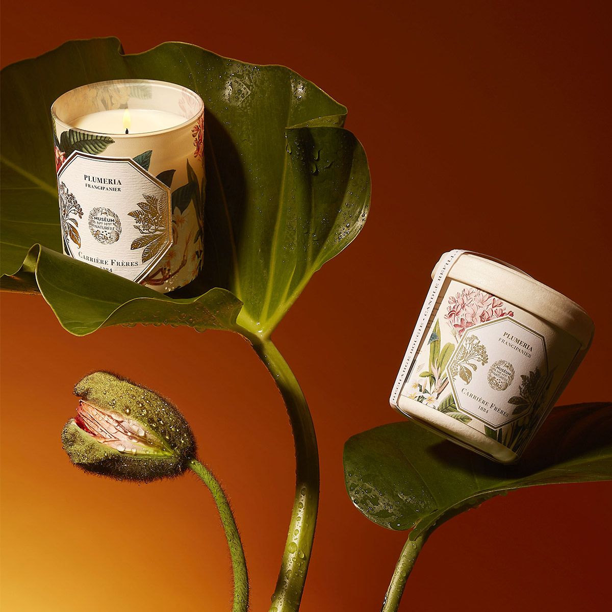 Frangipani Candle-Natural History Museum Edition
