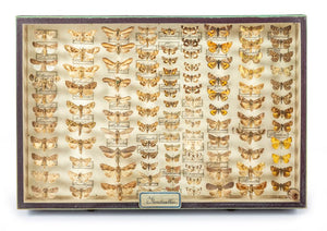 SOLD A Lepidopterist's collection of moths and butterflies,French 19th Century