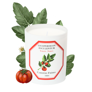 Tomato- Carriere Frères Candle
